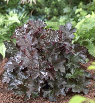 Heuchera micrantha 'Palace Purple' - Purperklokje
