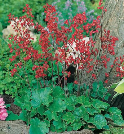 Heuchera sanguinea 'Leuchtkäfer' - Purperklokje