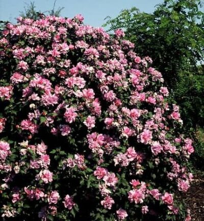 Hibiscus syriacus 'Ardens' - Altheastruik