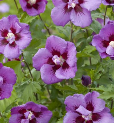 Hibiscus syriacus 'Duc de Brabant' - Altheastruik
