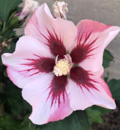 Hibiscus syriacus 'Hamabo' - Altheastruik