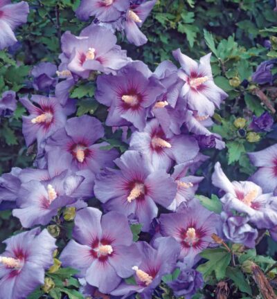 Hibiscus syriacus 'Oiseau Blue' - Altheastruik