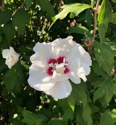 Hibiscus syriacus 'Red Heart' - Altheastruik