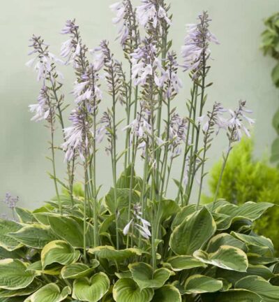 Hosta Fortunei 'Aureomarginata' - Hartlelie