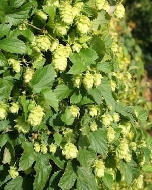 Humulus lupulus Prima Donna  -  Hopplant