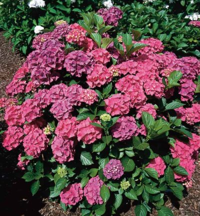 Hydrangea macrophylla 'Alpenglühen' - Hortensia