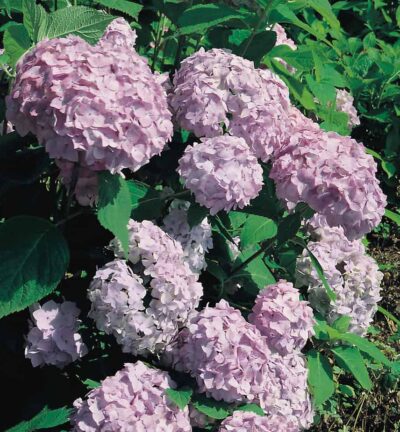 Hydrangea macrophylla 'Bouquet Rose' - Hortensia