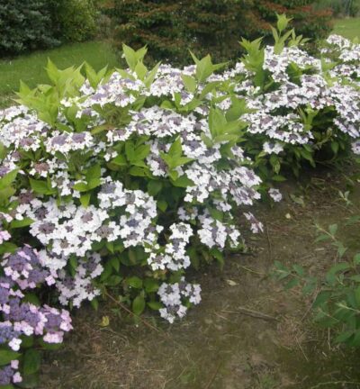 Hydrangea macrophylla 'CLOUDi' - Hortensia