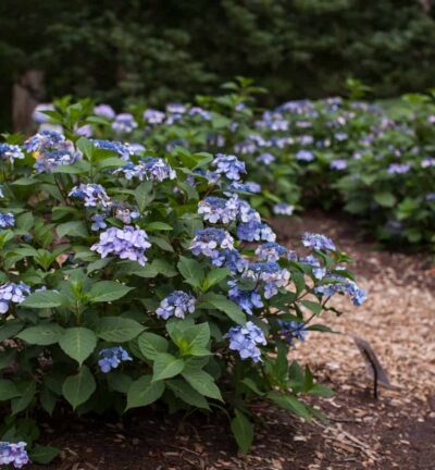 Hydrangea macrophylla 'Endless Summer Pop Star® Blue' - Doorbloeiende Hortensia
