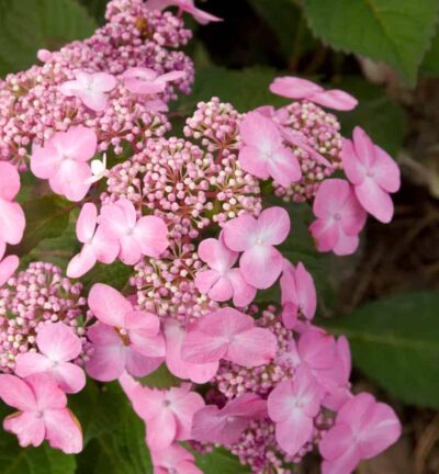 Hydrangea macrophylla 'Endless Summer Pop Star Pink' - Doorbloeiende Hortensia
