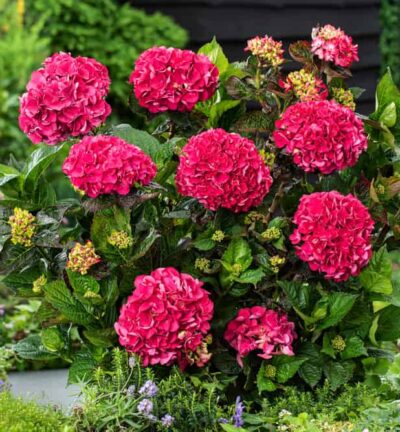 Hydrangea macrophylla 'Merveille Sanguine' - Hortensia