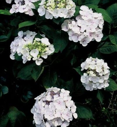 Hydrangea macrophylla 'Teller White' (Libelle) - Hortensia