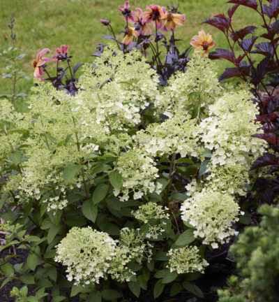 Hydrangea paniculata 'Bobo' - Hortensia