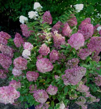 Hydrangea paniculata 'Sundae Fraise' - Hortensia