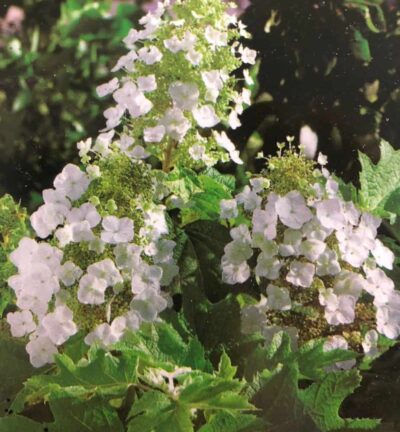 Hydrangea quercifolia 'Black Porch' - Eikenblad hortensia