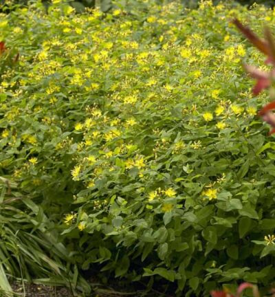 Hypericum Calycinum - Herfsthooi
