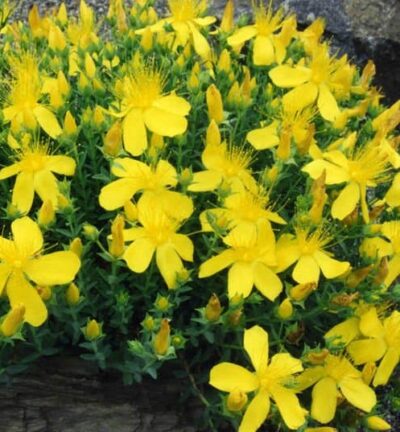 Hypericum Olympicum - Herfsthooi