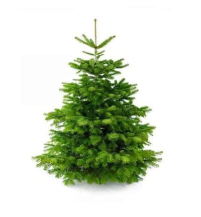 Premium Nordmann Kerstboom (zonder kluit)
