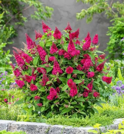 Buddleja davidii butterfly Candy ´Little Ruby´ - Dwergvlinderstruik