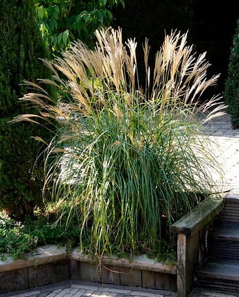 Miscanthus sinensis 'Yakushima Dwarf' (=Yaku-Jima) - Prachtriet