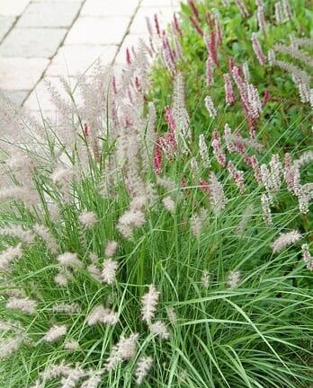 Persicaria affinis 'Darjeeling Red' - Duizendknoop