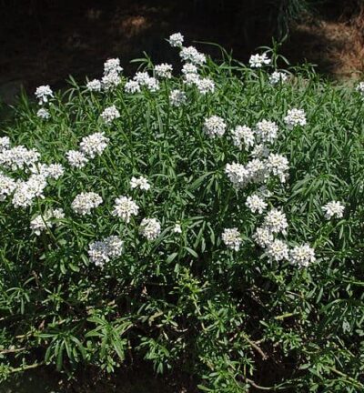 Iberis Sempervirens - Scheefkelk