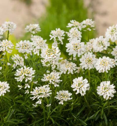 Iberis Sempervirens ´Schneeflocke´ - Scheefkelk