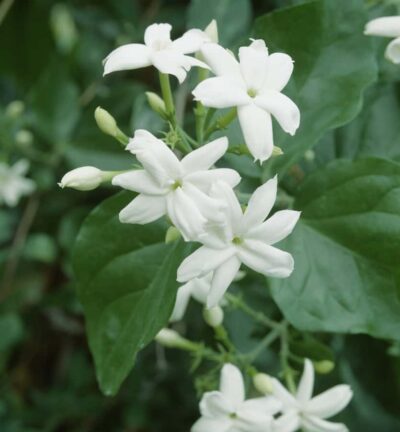 Jasminum sambac (Melati) - Indische jasmijn