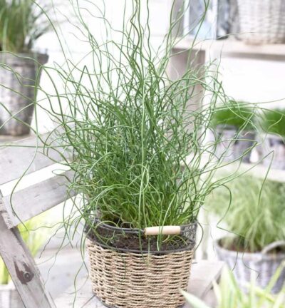 Juncus effusus 'Spiralis' - Krulpitrus