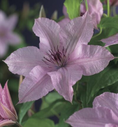 Clematis patens 'Hagley Hybrid' - Bosrank