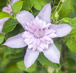 Clematis 'Multi Pink' - Bosrank