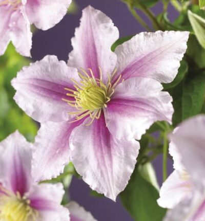 Clematis 'Piilu' - Bosrank