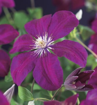 Clematis 'Rouge Cardinal´ - Bosrank