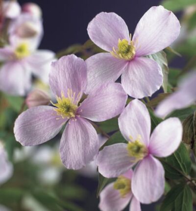 Clematis montana 'Rubens' - Bosrank