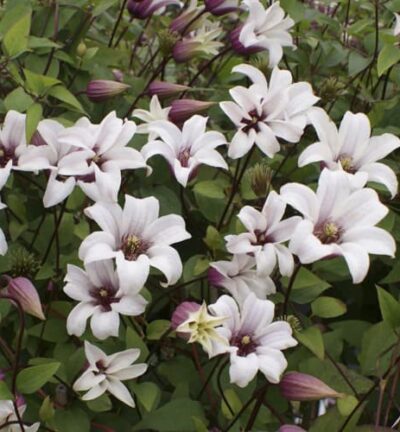 Clematis 'Princess Kate´ - Bosrank