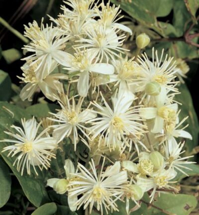 Clematis vitalba - Wilde Bosrank