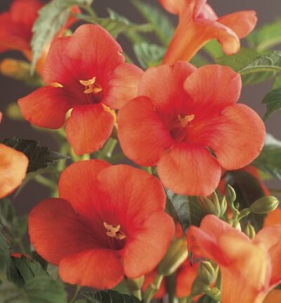Campsis Radicans  - Trompetklimmer