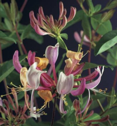 Lonicera periclymenum ´Serotina´ - Boskamperfoelie