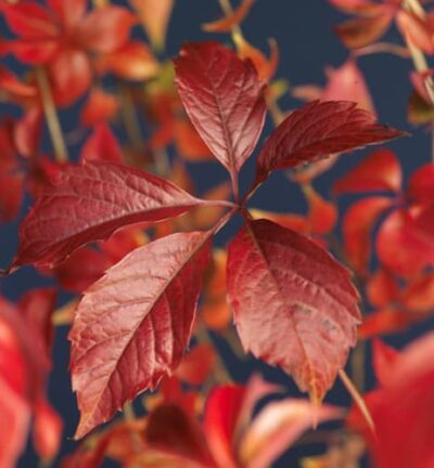 Parthenocissus quinquefolia Engelmannii - Wingerd