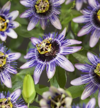 Passiflora caerulea Damsel's Delight (Silly Cow)  -  Passiebloem