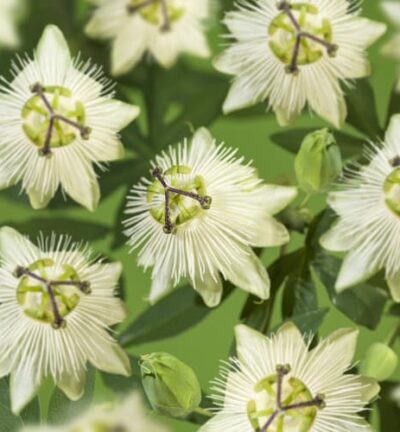 Passiflora caerulea 'Snow Queen' -  Passiebloem