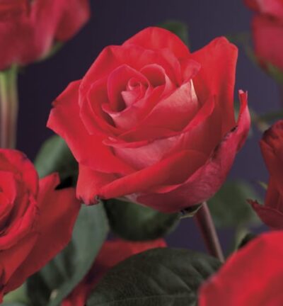 Rosa ´Red Climber´ - Klimroos