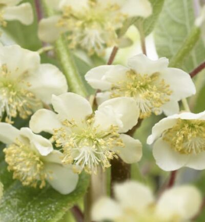 Actinidia deliciosa 'Atlas' - Kiwiplant