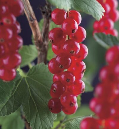Ribes Rubrum 'Jonkheer van Tets' - Aalbes