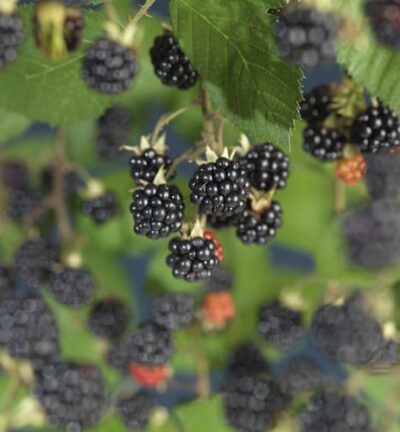 Rubus fruticosus 'Himalaya' - Braam