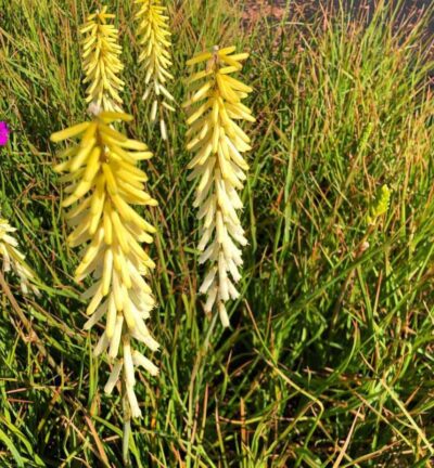 Kniphofia 'Little Maid' - Vuurpijl