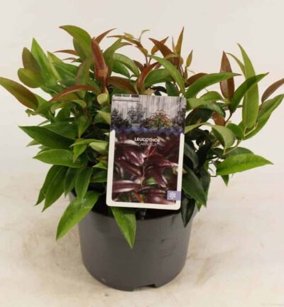 Leucothoe 'Carinella' -  Druifheide