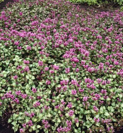 Lamium maculatum 'Beacon Silver' - Dovenetel