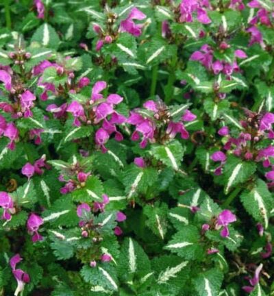 Lamium maculatum 'Roseum' - Dovenetel