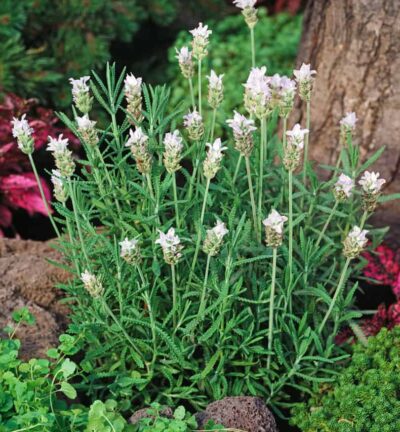Lavandula dentata 'Royal Crown' - Tandlavendel